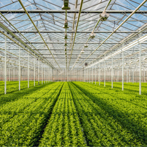 Controlled Environment Agriculture