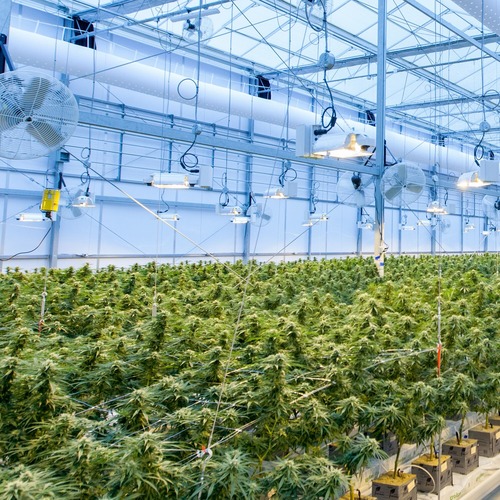 thumbnail ion cannabis